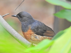 Copsychus malabaricus