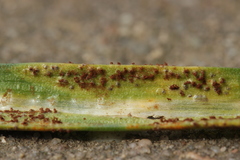 Puccinia liliacearum