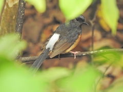 Copsychus malabaricus