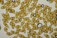 Puccinia liliacearum