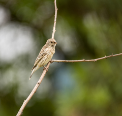 Crithagra atrogularis