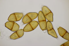 Puccinia liliacearum