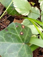 Colletotrichum trichellum
