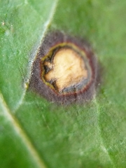 Colletotrichum trichellum
