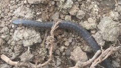 Atractus