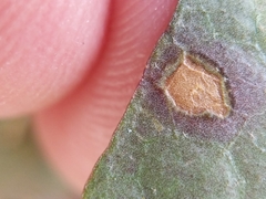 Colletotrichum trichellum