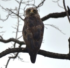 Circaetus cinerascens