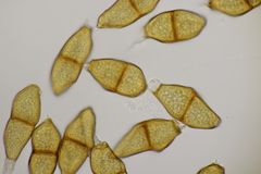 Puccinia liliacearum