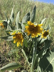 Wyethia helenioides