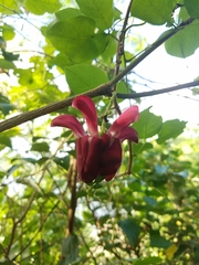 Canavalia megalantha