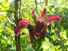 Canavalia megalantha