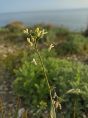 Camelina rumelica