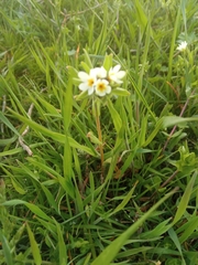 Buglossoides czernjajevii