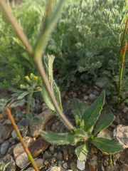 Camelina rumelica