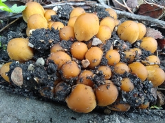Coprinellus