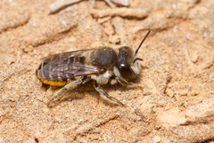 Megachile canariensis