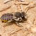 Megachile canariensis - Photo (c) Gustavo Peña, algunos derechos reservados (CC BY-NC), uploaded by Gustavo Peña