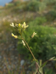 Camelina rumelica