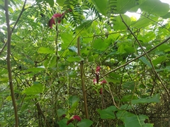 Canavalia megalantha