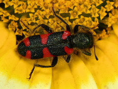 Trichodes affinis