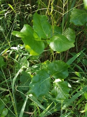 Canavalia megalantha