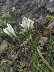 Ornithogalum