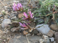 Astragalus suprapilosus