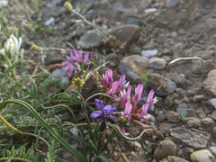 Astragalus suprapilosus