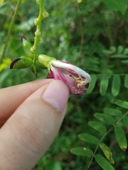 Canavalia megalantha