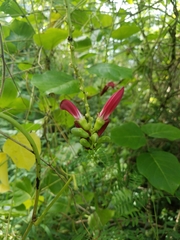 Canavalia megalantha