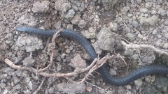 Atractus
