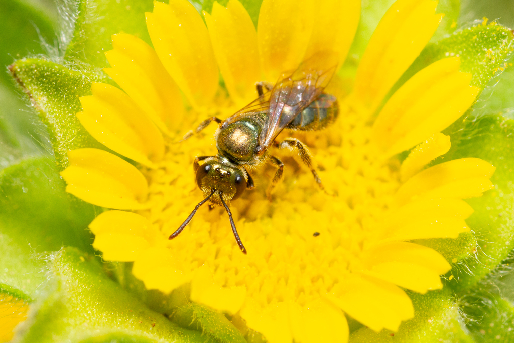 Lasioglossum collopiense