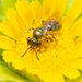 Lasioglossum collopiense - Photo (c) Gustavo Peña, some rights reserved (CC BY-NC), uploaded by Gustavo Peña