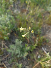 Camelina rumelica