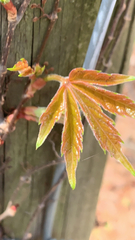 Acer palmatum