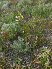 Camelina rumelica