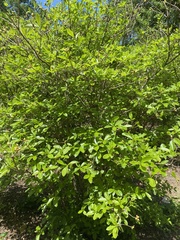 Rhododendron colemanii
