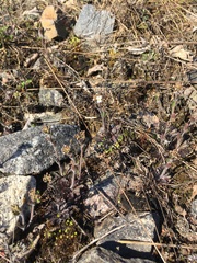 Arabidopsis suecica