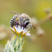 Morice's Cellophane Bee - Photo (c) Gustavo Peña, some rights reserved (CC BY-NC), uploaded by Gustavo Peña