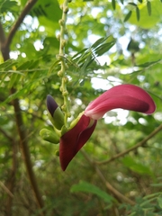 Canavalia megalantha