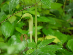 Arisaema tortuosum