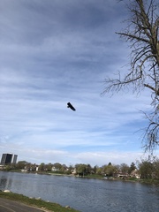 Haliaeetus leucocephalus