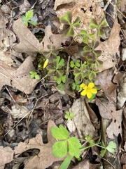 Oxalis texana