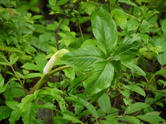 Arisaema tortuosum