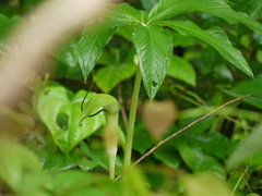 Arisaema tortuosum