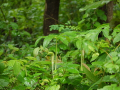 Arisaema tortuosum