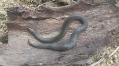 Atractus