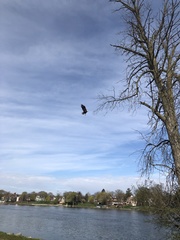 Haliaeetus leucocephalus