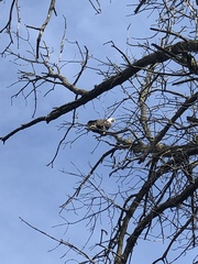 Haliaeetus leucocephalus