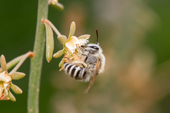 Colletes moricei